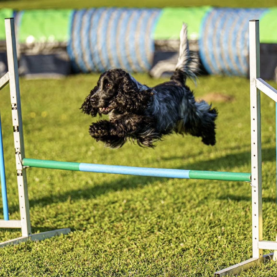 Agility Impression 2