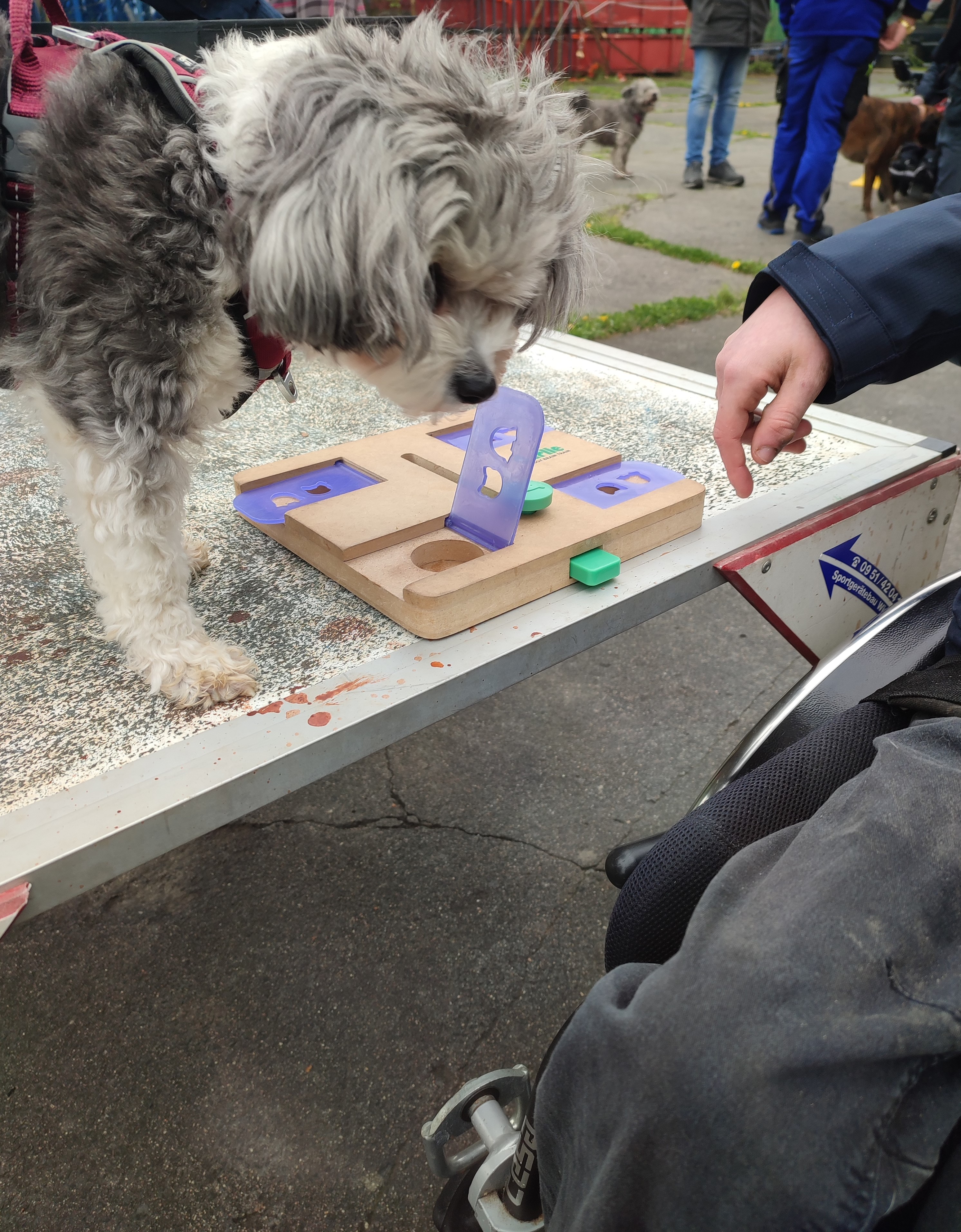 Besuchshunde Impression 2