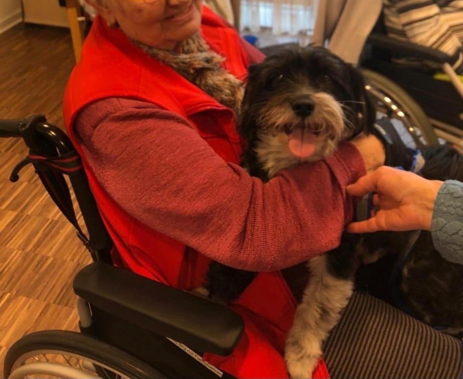 Besuchshunde Impression 3