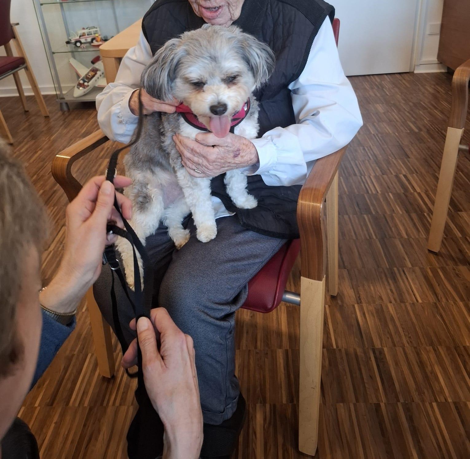 Besuchshunde Impression 4